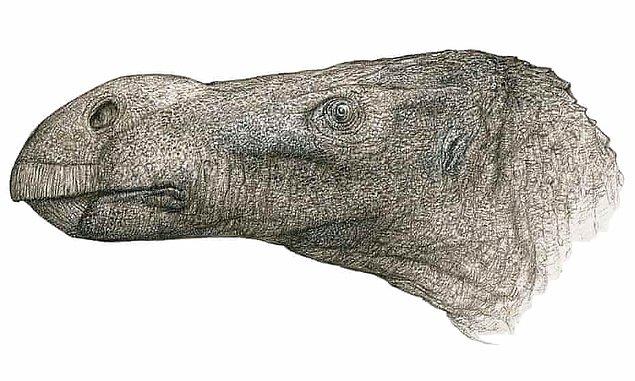 Dinozor keşifleri, 125 milyon yıl önce Wight Adası'nda karada olduğu kadar suda da avlanabilen, timsah benzeri kafataslarıyla donanmış spinosaurlar adı verilen dev etçil yırtıcıları içeriyor.