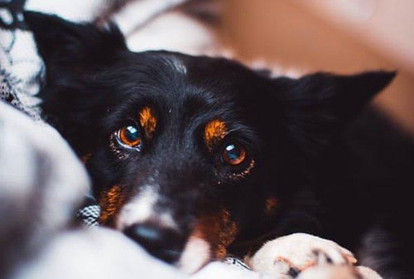Bizimkinden farklı olarak, her köpeğin gözünde retinanın arkasında bulunan ve görsel sisteme kendisine çarpan ışığı yorumlaması için ikinci bir şans veren tapetum adında büyük bir ayna bulunur.
