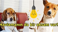 Boşuna Zeki Canlılar Demiyoruz! Bilim İnsanları Köpeklerin Birden Fazla Dili Anlayabildiklerini Açıkladı