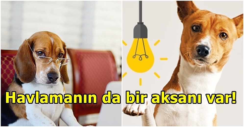 Boşuna Zeki Canlılar Demiyoruz! Bilim İnsanları Köpeklerin Birden Fazla Dili Anlayabildiklerini Açıkladı