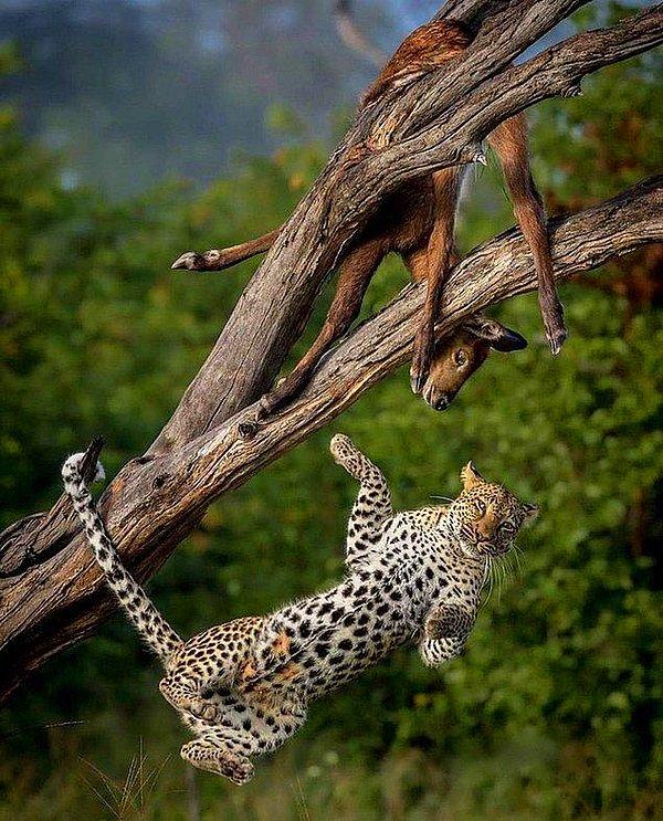 13. Avlandıktan hemen sonra ağaçtan düşen bir leopar: