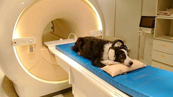 Büyük bir kulaklık yardımıyla köpeklere İspanyolca ve Macarca dinleten bilim insanı, beyin aktivitelerini MR makinasına kaydetti.