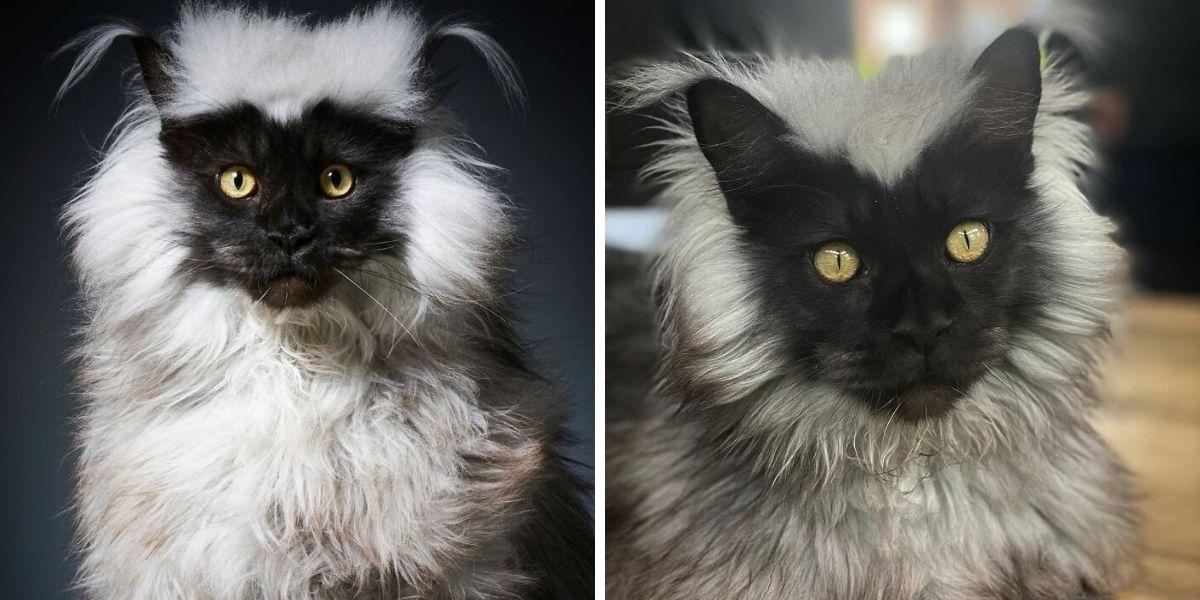 Кот мейн-кун стал популярным в Интернете благодаря своей необычной внешности