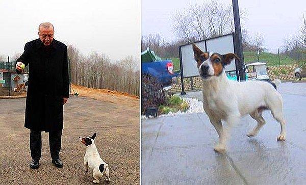 6. Cumhurbaşkanı Tayyip Erdoğan'ın, hayvan barınağını ziyareti sırasında yakından ilgilendiği 'Maylo' isimli köpeği sahipleneceği öğrenildi.