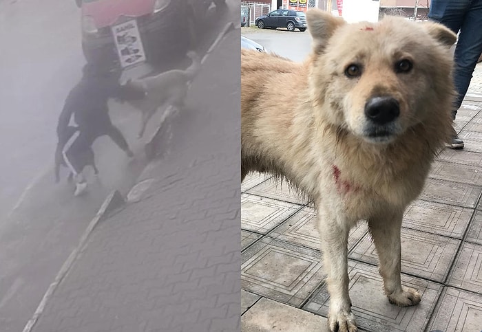 Sakarya'da Akıl Almaz Olay: Köpeğine Saldıran Sokak Köpeğini Bıçakladı