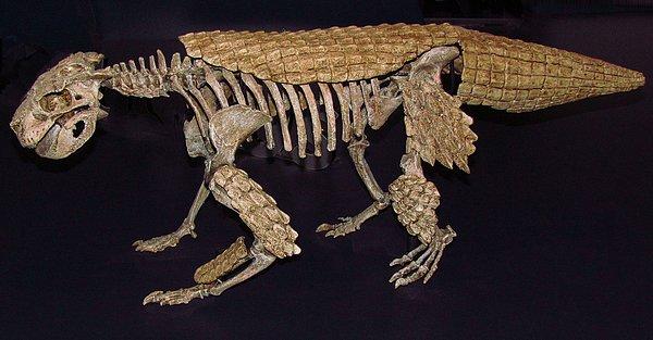 18. Simosuchus sürüngeninin akçaağaç yaprağı şeklinde dişleri bulunuyordu.