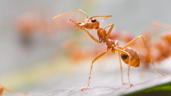 Evdeki Karıncalardan Kurtulmak İçin Ne Yapılmalı? Evdeki Karıncalar Nasıl Engellenir?