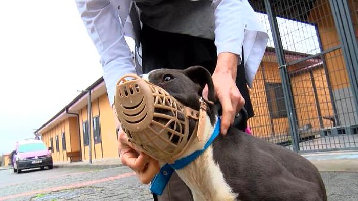 Yeni Yasanın Ardından İstanbul'daki Barınaklar Pitbullarla Doldu