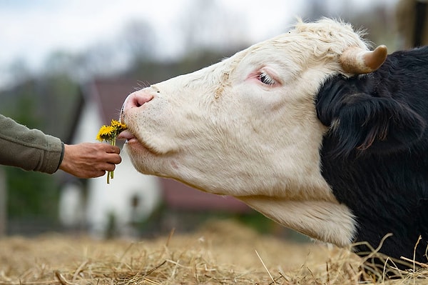 4. Коровы глубоко скорбят, совсем как люди..