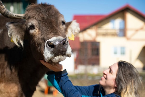 11. Коровы используют разные положения тела и выражения лица для общения. Например, эта корова говорит: "Леди, вы немного слабовато почесываете подбородок, пожалуйста, приложите к этому больше усилий."