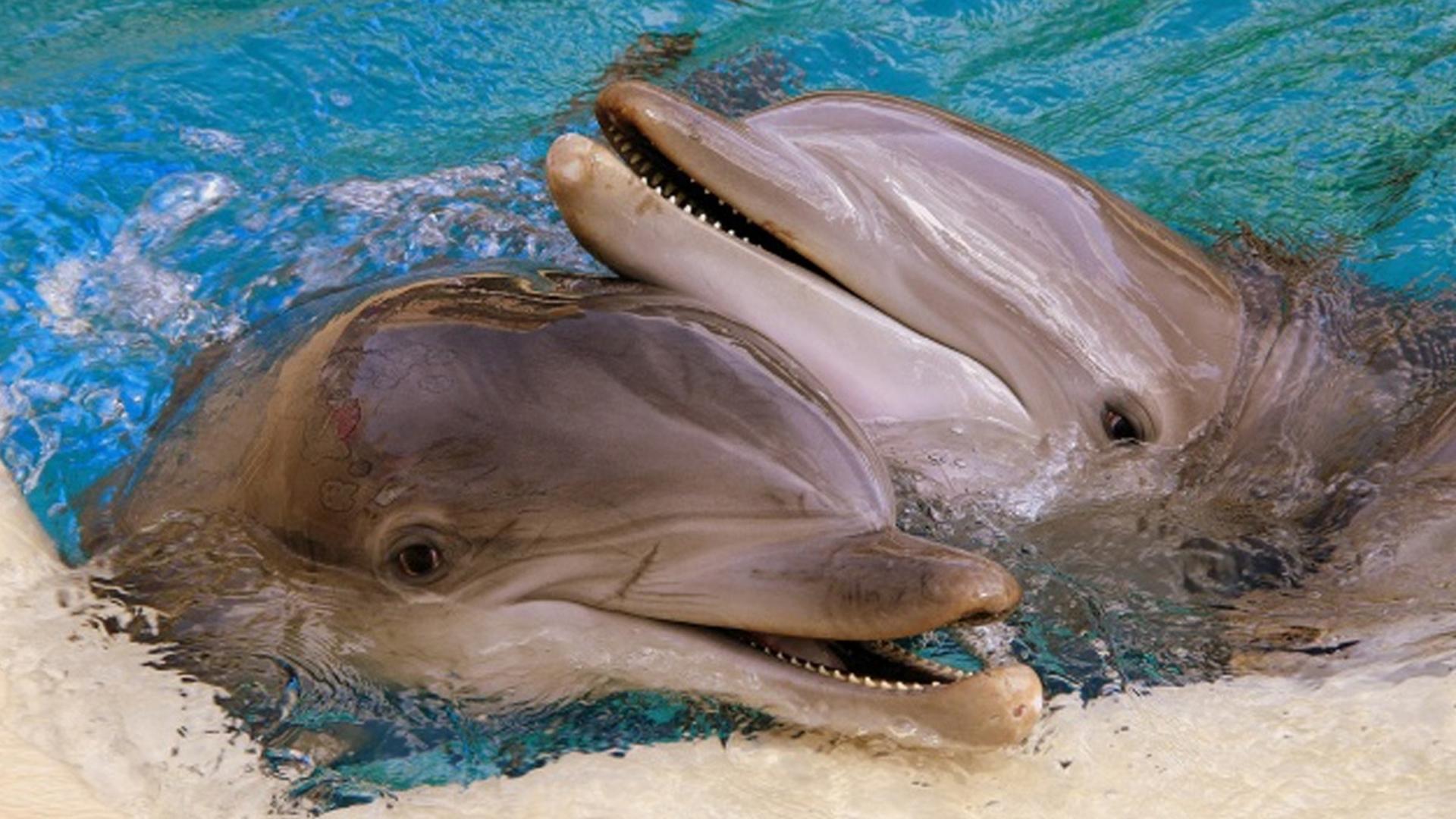 Исследование американских ученых показало, что у самок дельфинов есть клитор, позволяющий получать сексуальное удовольствие
