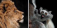 20 фотографий от македонского фотографа, которые показывают всю красоту диких животных