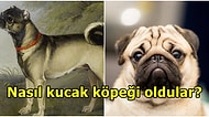Dünya'nın En Uysal Kucak Köpeği Pug Gerçekten Kurtlardan mı Geliyor?