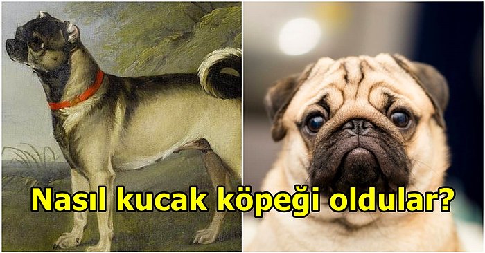 Dünya'nın En Uysal Kucak Köpeği Pug Gerçekten Kurtlardan mı Geliyor?