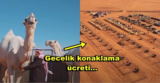 Deve Kulübü Duyurdu: Dünyanın İlk Beş Yıldızlı Deve Oteli Suudi Arabistan'da Açıldı!