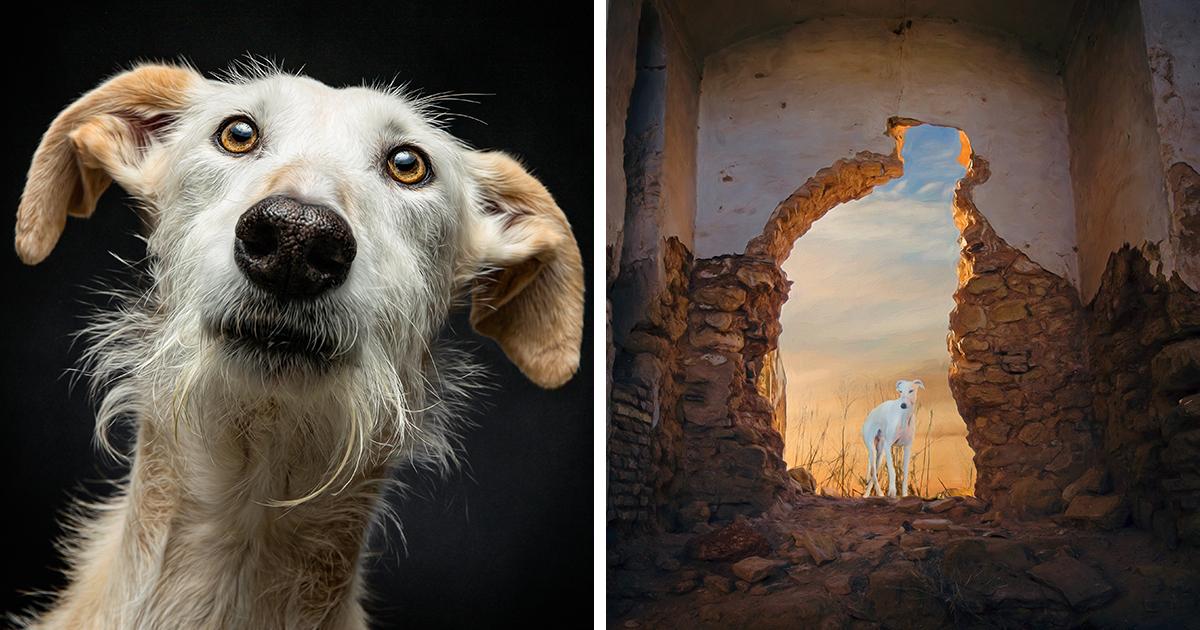 20 фотографий брошенных испанских охотничьих собак от американского фотографа