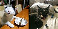 16 смешных фотографий кошек, которые не оставят вас с плохим настроением