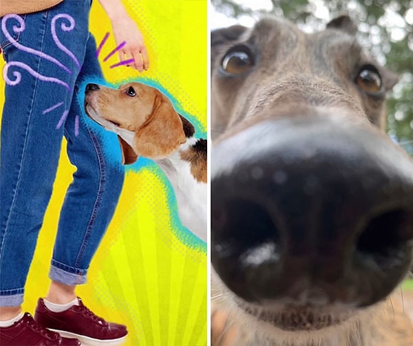 6. Нюхают вашу промежность