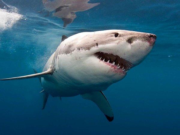 13. Bir köpekbalığından kurtulmak için burnuna yumruk atma inanışı.