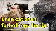 Bakkaldan Alınan Plastik Topa Benziyor! Pasifik Okyanusu'nun Derinliklerinde Gizlenen Pasifik Futbol Balığı