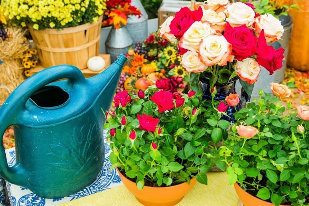 Gül Nasıl Çoğaltılır? Gül Bakımı Nasıl Yapılır?