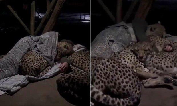 Her Gece Orman Bekçisiyle Koyun Koyuna Uyuyan Çita Ailesinin Muhteşem Görüntüleri