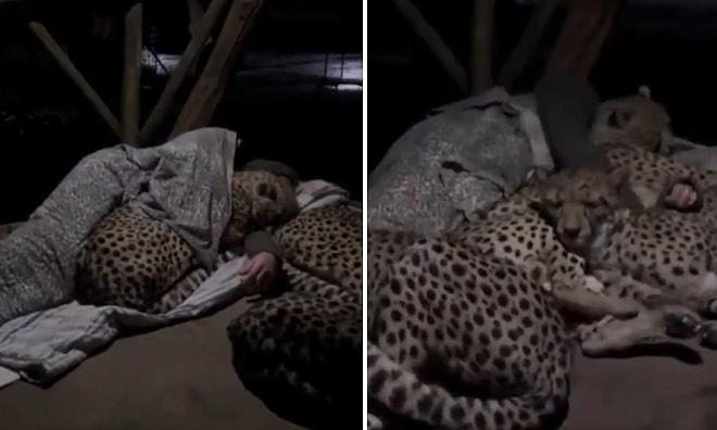 Her Gece Orman Bekçisiyle Koyun Koyuna Uyuyan Çita Ailesinin Muhteşem Görüntüleri