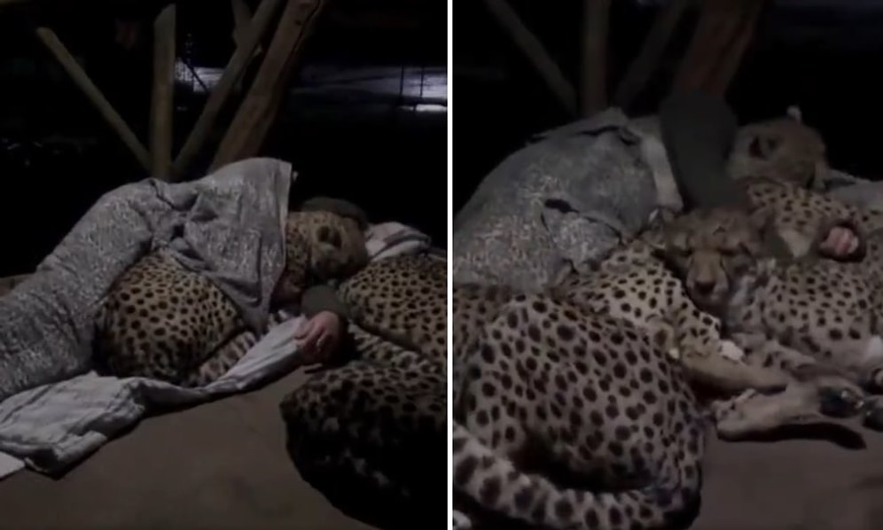 Her Gece Orman Bekçisiyle Koyun Koyuna Uyuyan Çita Ailesinin Muhteşem Görüntüleri