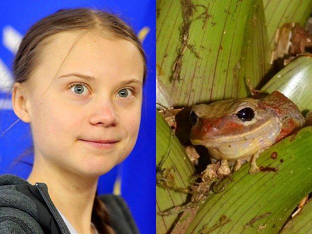 Panama’da Yeni Keşfedilen Kurbağa Türüne 'Greta Thunberg' Adı Verildi