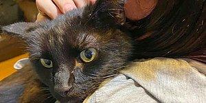Женщина узнала по телефону мяуканье своего кота, пропавшего 8 месяцев назад