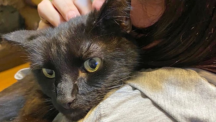 Женщина узнала по телефону мяуканье своего кота, пропавшего 8 месяцев назад