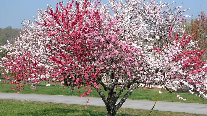 Ağaç Aşılama Nedir? Ağaçlara Aşılama Nasıl Yapılır?