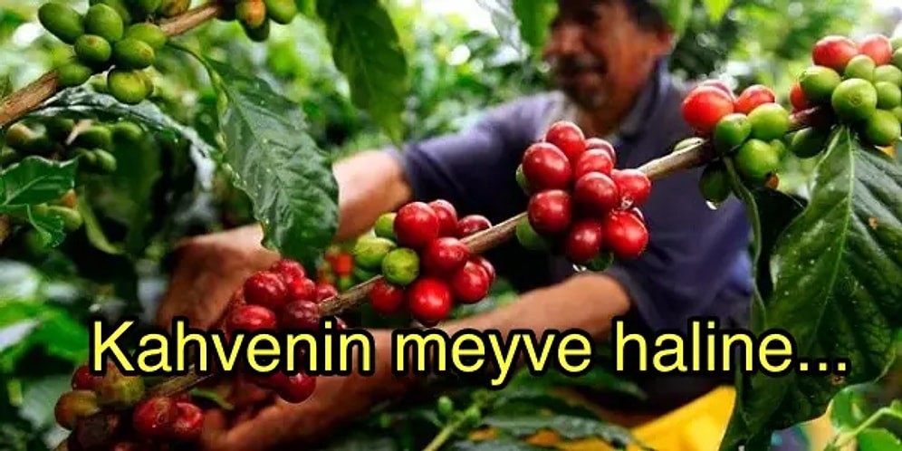 Kahveyi Hayatının Vazgeçilmezi Yapan Herkesin Bilmesi Gereken Gurme Bilgiler