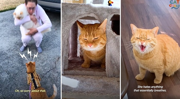 Dünya Üzerinde 1 Kişi Hariç Tüm Canlılardan Nefret Eden Kedi: Nanoos