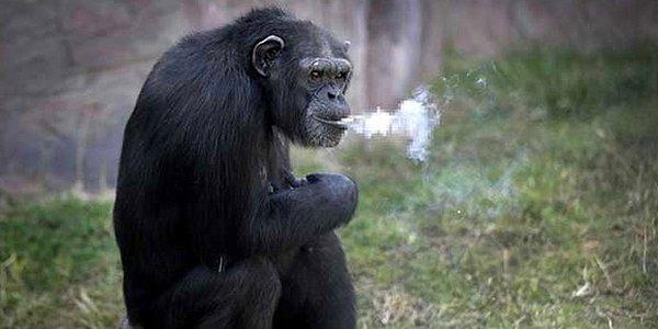 Hayvanat Bahçesi’nde yaşayan şempanze Açelya’nın aslında gerçek adı İngilizcedeki ‘Azalea’ olan ve yine Korece’deki Açelya çiçeğinden geliyor.