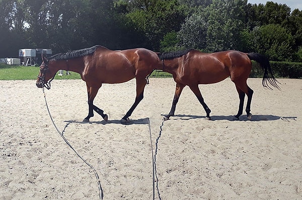 11. Лошадиная многоножка