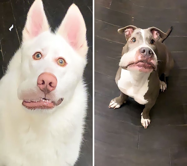 15. Панорама сыграла с ними плохую шутку