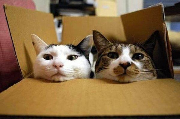 Bu illüzyon kutular, kedilerin kutu ve dar alan sevdasının daha da irdelenmesine neden oldu.