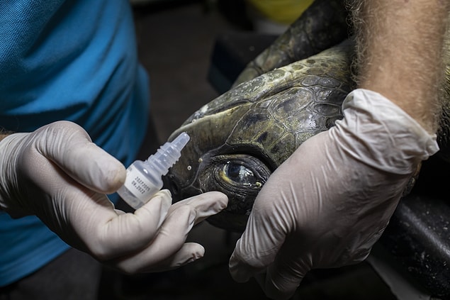 2. Dünyada 7 tür deniz kaplumbağası bulunurken, bunlardan sadece caretta caretta ve yeşil deniz kaplumbağaları yuva yapmak için Türkiye'de Akdeniz kıyılarındaki kumsalları kullanıyor.