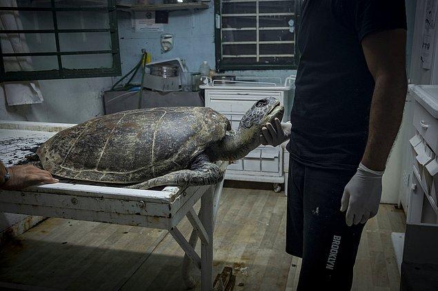 12. DEKAMER'in Akdeniz bölgesindeki çalışma alanlarından topladığı verilerine göre de son iki yılda 231 deniz kaplumbağası ölü olarak sahillere vurdu.