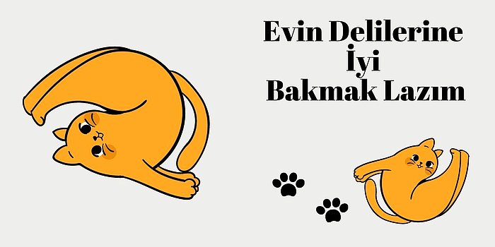 Ailenize Katılacak Kedi Dostlarımız İçin İhtiyacınız Olabilecek 12 Ürün