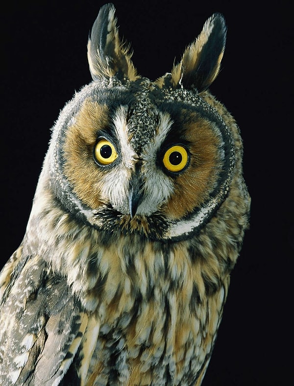 9. СЯУ, что совы не могут двигать глазами. Это потому, что их глаза представляют собой не шары, а цилиндры, которые удерживаются на месте костями, называемыми склеротическими кольцами. Это также причина того, что совы эволюционировали, чтобы вращать голову на 270 градусов влево и вправо и на 90 градусов вверх и вниз.