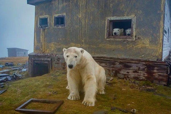 Rus fotoğrafçı Dmitry Kokh, kutup ayılarını fotoğrafladığı bu serisi ile çok fazla ilgi görmüş.