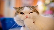 Yerinde Duramayan Bir Kedi ile Birlikte Yaşayanların Anlayacağı 12 Durum