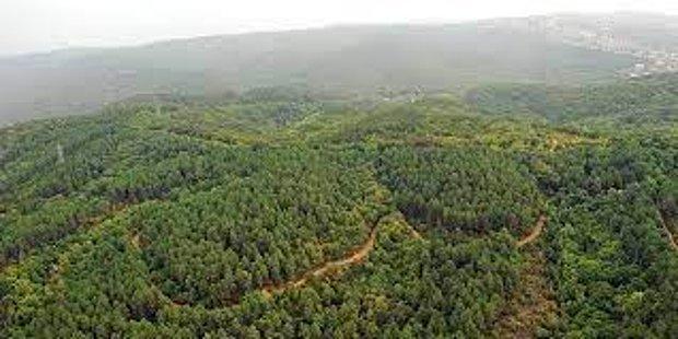 Türkiye'de En Çok Orman Hangi İlde?