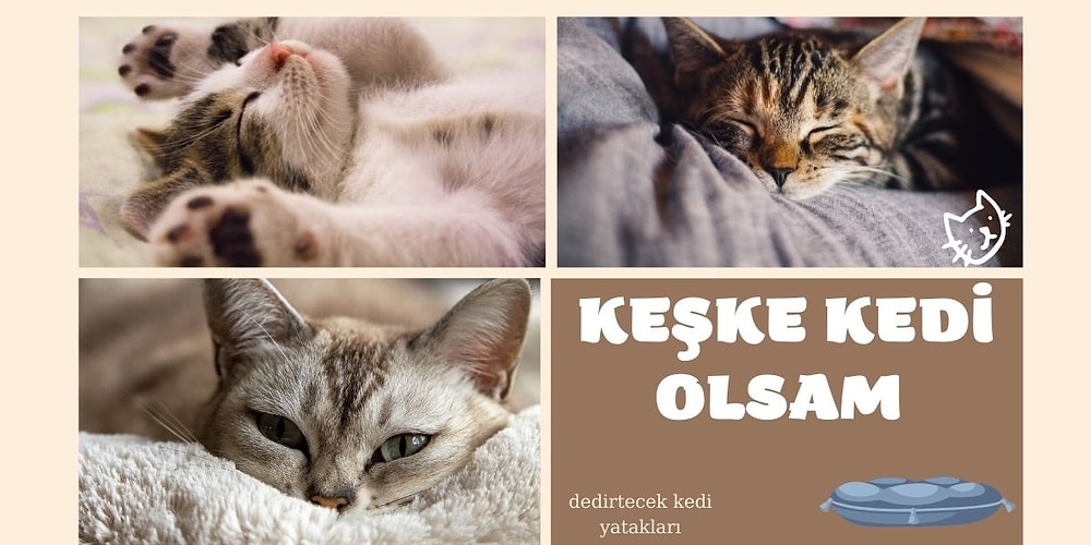 Bize Göre Olanı Yok Mu Dedirtecek En Güzel 12 Kedi Yatağı