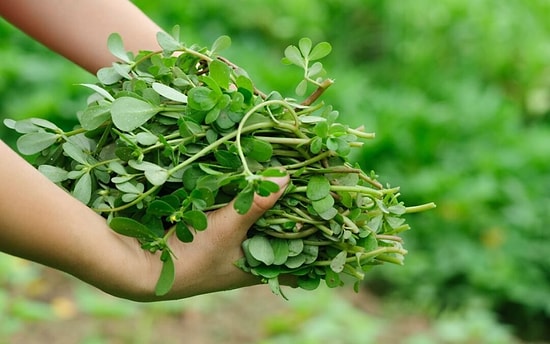 Semizotu Nasıl Ekilir? Semizotu Güneş Sever mi?