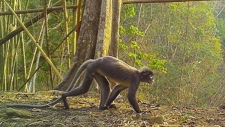 Asya'da 'Hayalet Maymunun' da Dahil Olduğu 224 Yeni Canlı Türü Keşfedildi