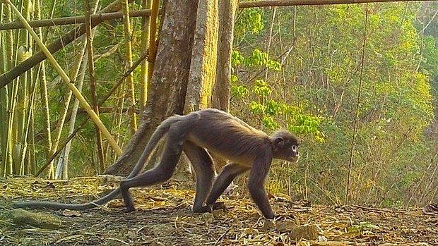 Asya'da 'Hayalet Maymunun' da Dahil Olduğu 224 Yeni Canlı Türü Keşfedildi