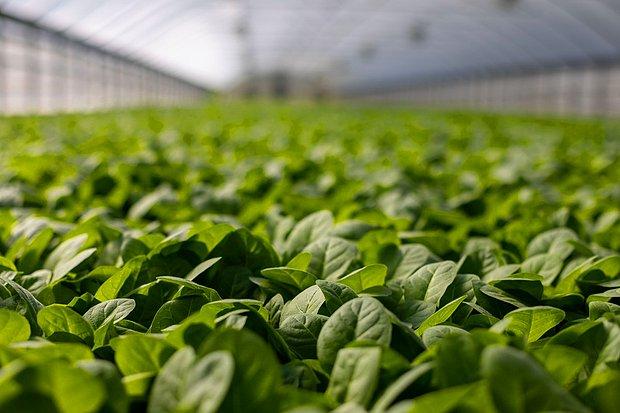 Akıllı Tohumlar Geliyor: Bitkilerle İletişim Kurulabilecek